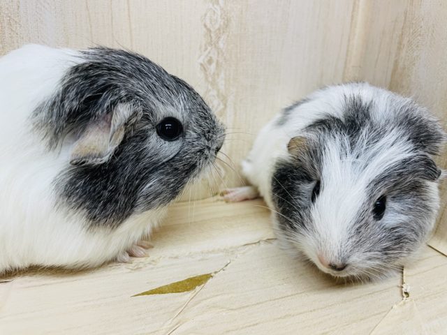 ペルビアンモルモット