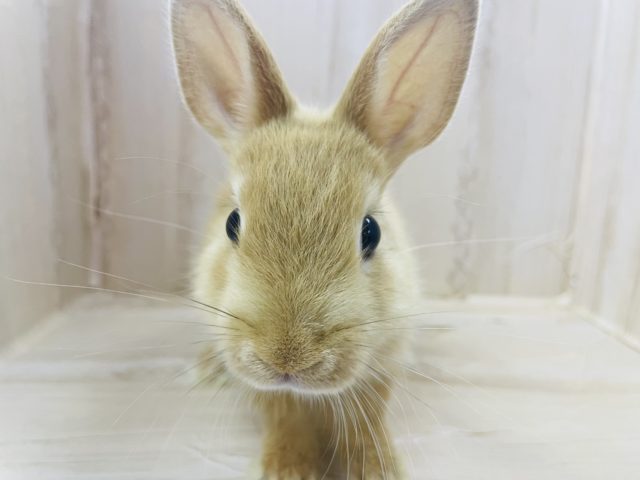 ネザーランドドワーフ