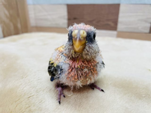 アキクサインコ（秋草インコ）