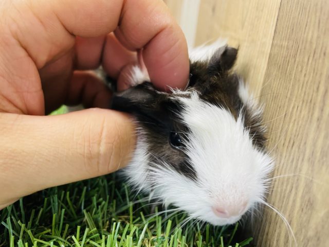 アビシニアンモルモット