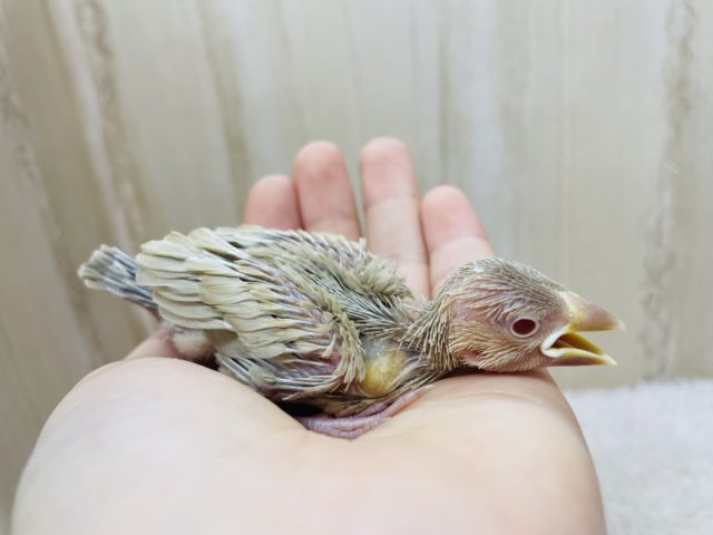 シナモン文鳥