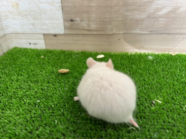 ゴールデンハムスター