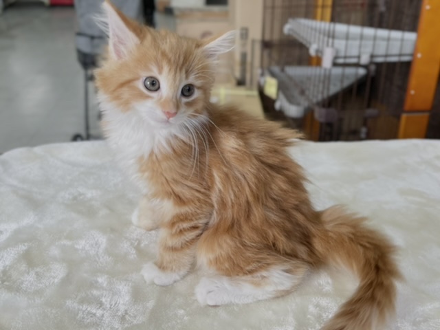 ノルウェージャンフォレストキャット