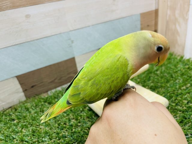 コザクラインコ（小桜インコ）