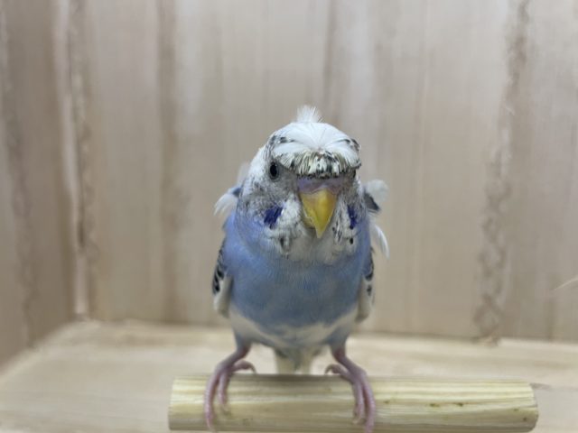羽衣セキセイインコ
