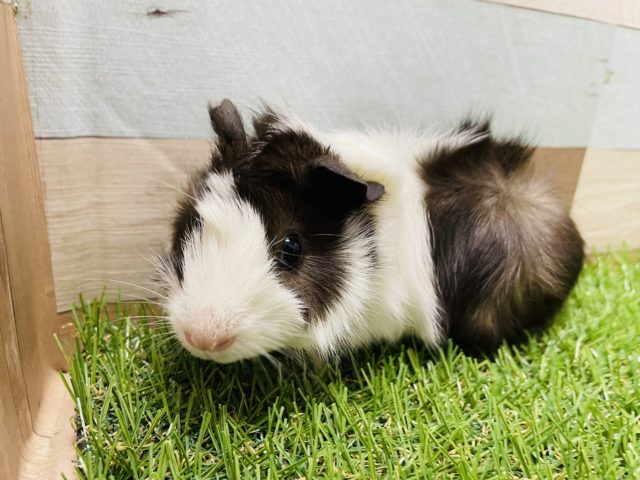 アビシニアンモルモット