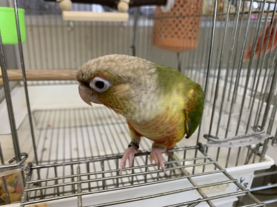 ホオミドリウロコインコ