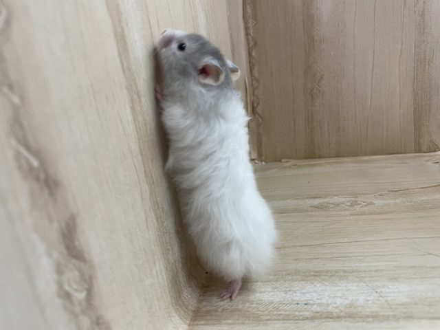 ゴールデンハムスター