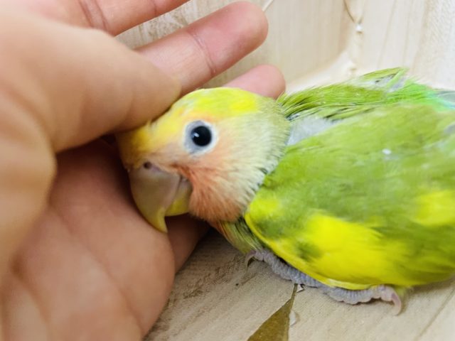 コザクラインコ（小桜インコ）