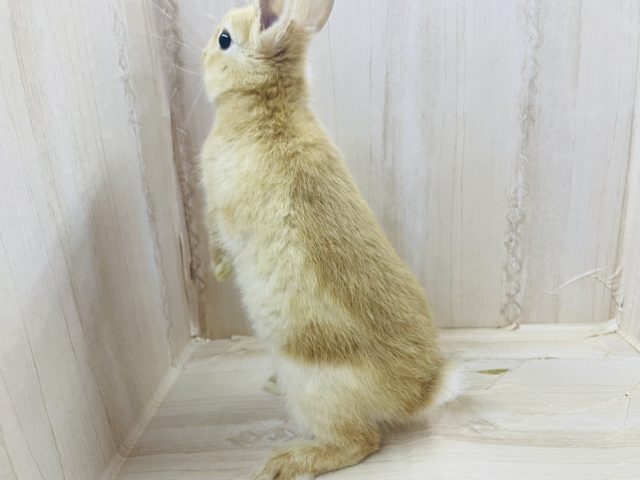 ネザーランドドワーフ