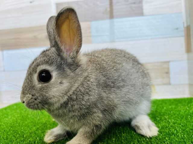 ネザーランドドワーフ