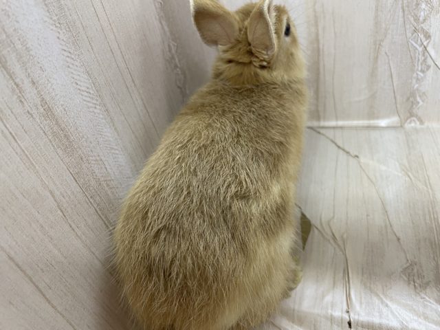 ネザーランドドワーフ