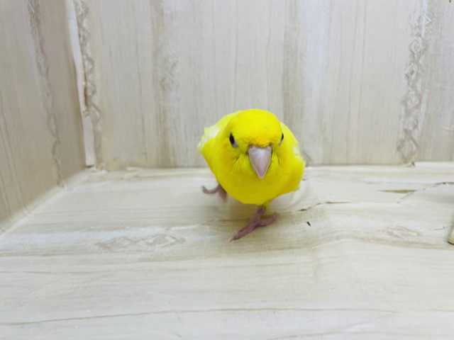 サザナミインコ