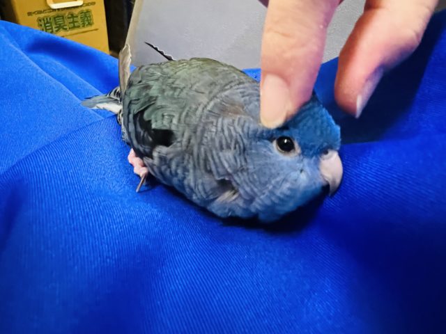サザナミインコ