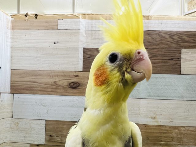 オカメインコ