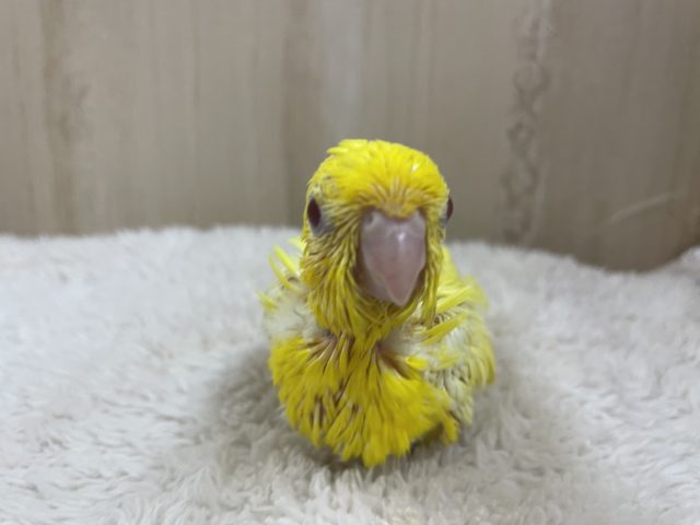 サザナミインコ