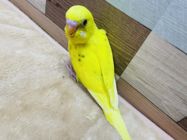 セキセイインコ