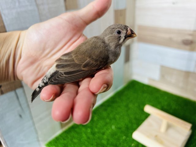 錦花鳥（キンカチョウ）