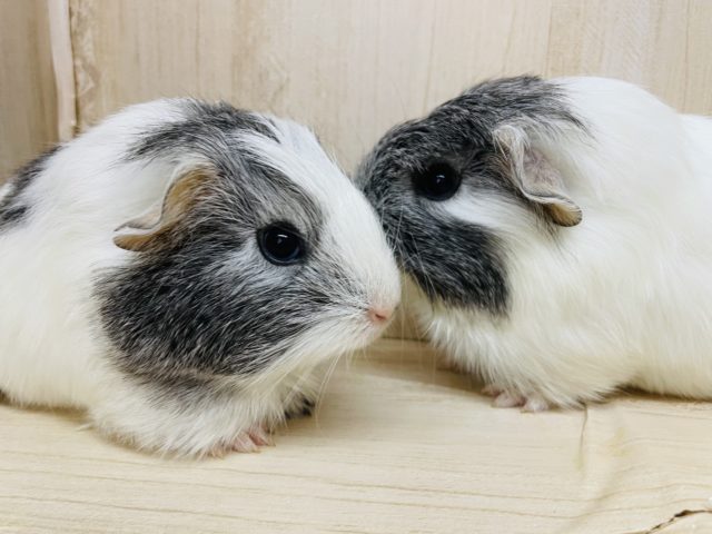 ペルビアンモルモット