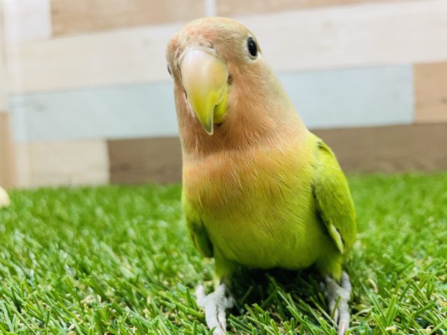 コザクラインコ（小桜インコ）