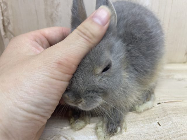 ネザーランドドワーフ