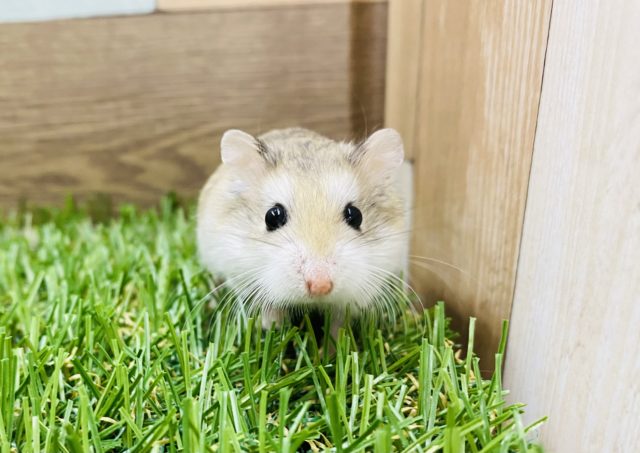  ロボロフスキーハムスター