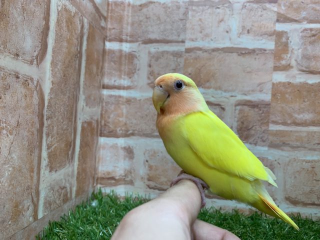 コザクラインコ（小桜インコ）