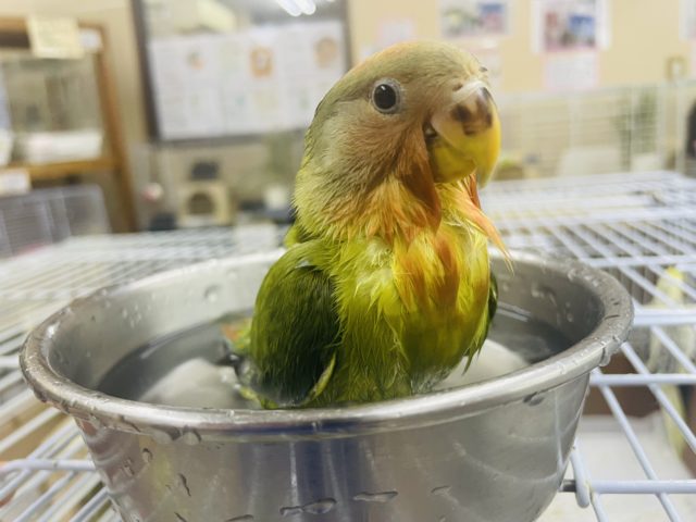 コザクラインコ（小桜インコ）