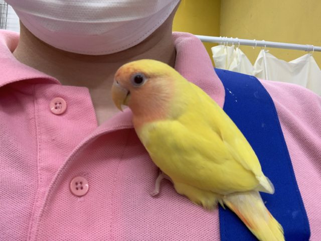 コザクラインコ（小桜インコ）