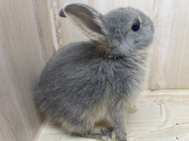 ネザーランドドワーフ