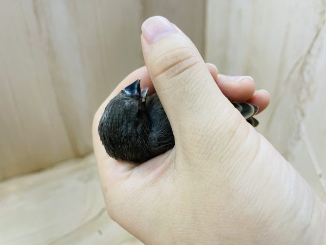 錦花鳥（キンカチョウ）