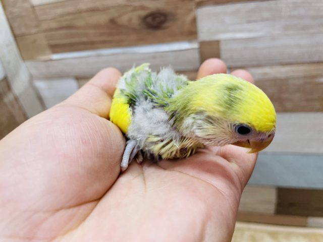 コザクラインコ（小桜インコ）