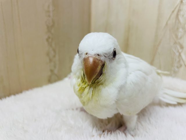 オキナインコ