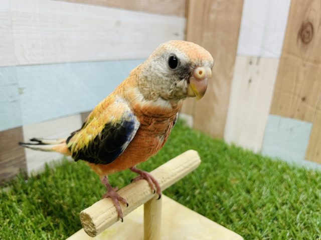 アキクサインコ（秋草インコ）