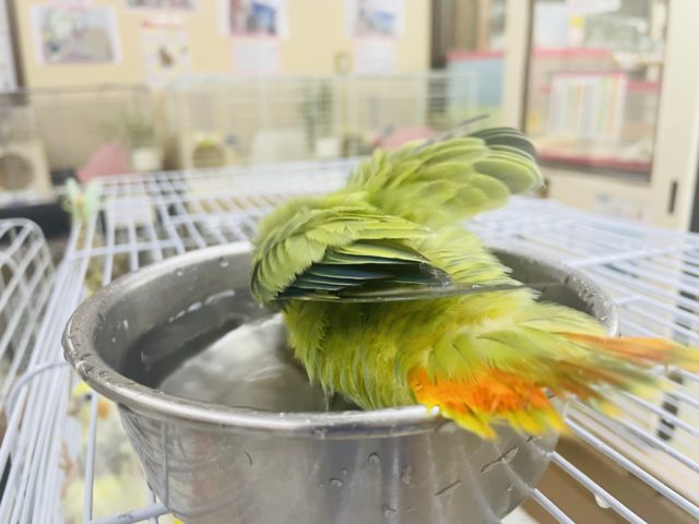 コザクラインコ（小桜インコ）