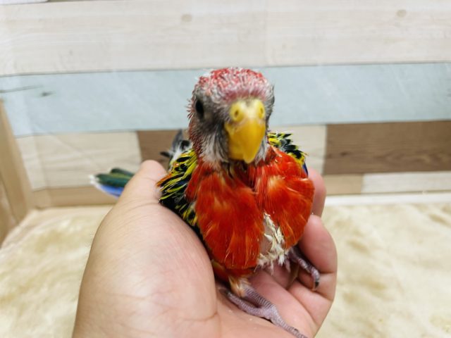 ナナクサインコ（七草インコ）