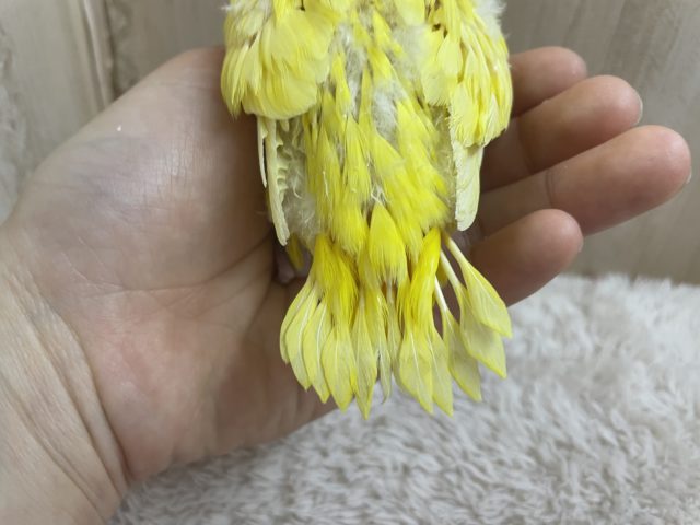 サザナミインコ