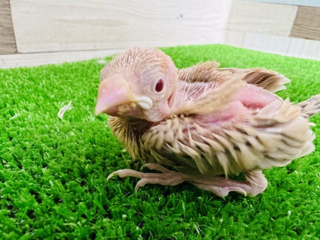 シナモン文鳥