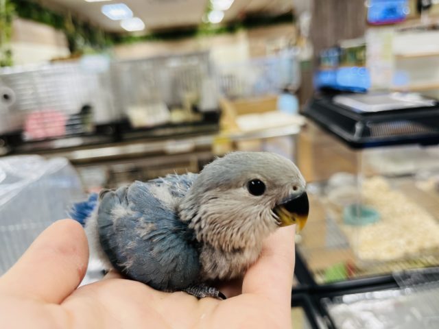 コザクラインコ（小桜インコ）