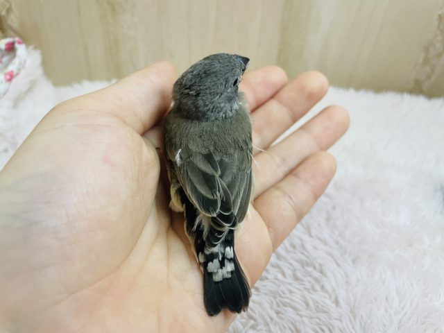 錦花鳥（キンカチョウ）