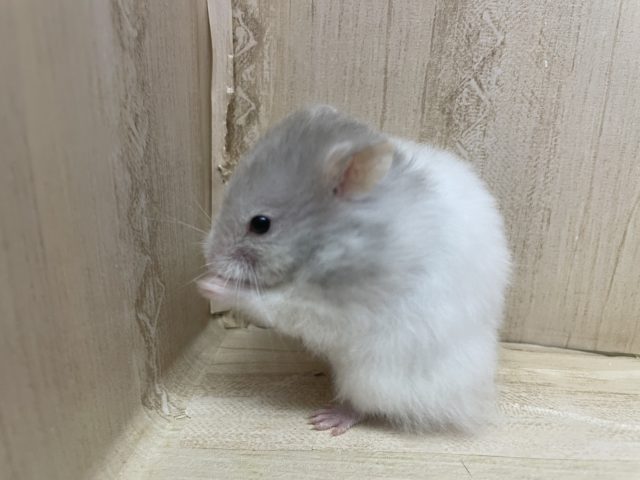 ゴールデンハムスター