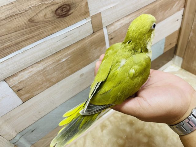 オキナインコ