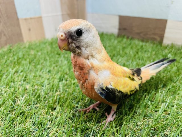 アキクサインコ（秋草インコ）