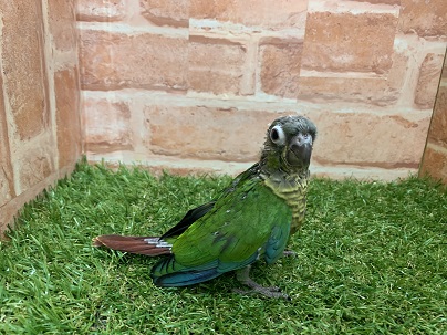 べたなれ♡ウロコインコがやってきた! ホオミドリウロコインコ