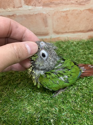 べたなれ♡ウロコインコがやってきた! ホオミドリウロコインコ