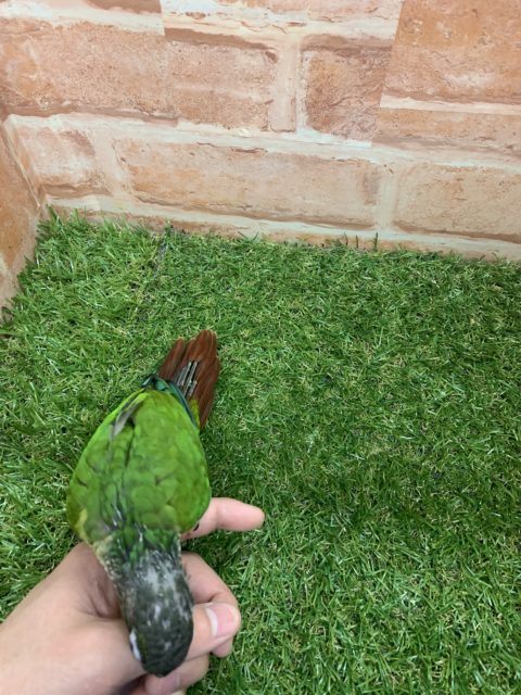 べたなれ♡ウロコインコがやってきた! ホオミドリウロコインコ