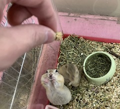 リチャードソンジリス