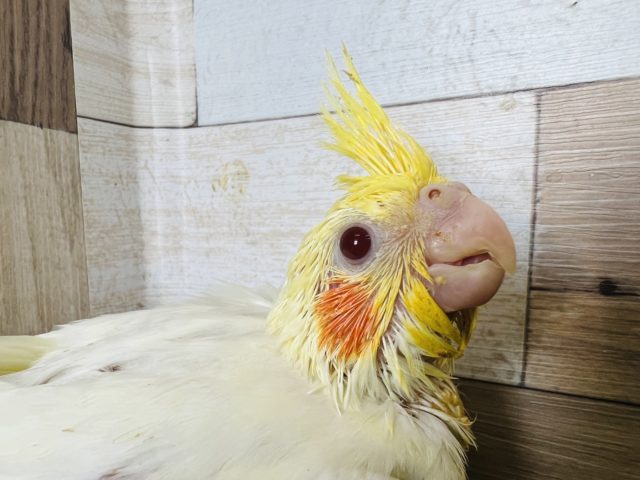 オカメインコ