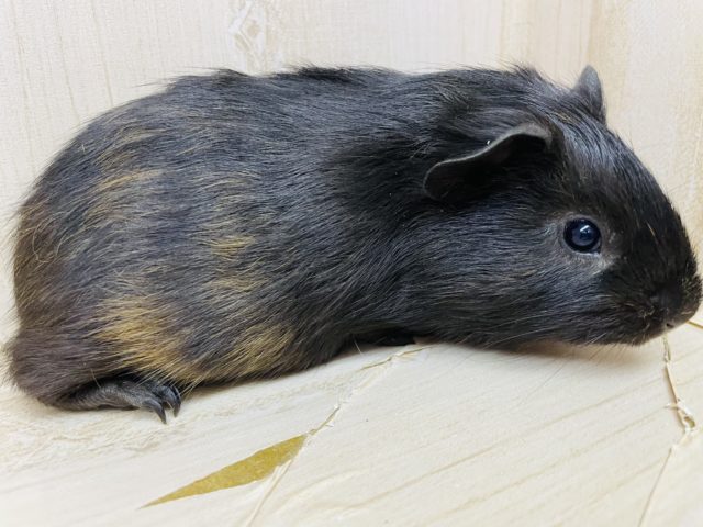 イングリッシュモルモット