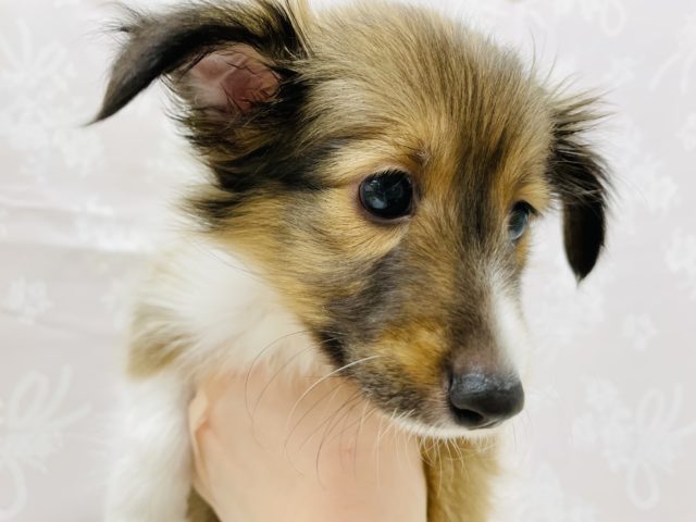 シェットランドシープドッグ（シェルティ）